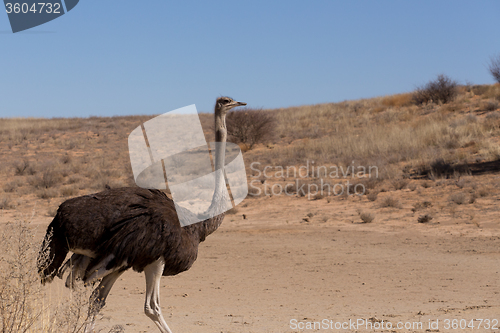 Image of Ostrich Struthio camelus, in Kgalagadi, South Africa