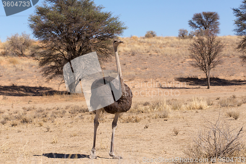 Image of Ostrich Struthio camelus, in Kgalagadi, South Africa