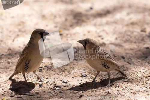 Image of Sociable Weaver Bird at Kgalagadi