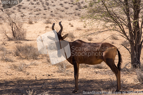 Image of A Common tsessebe (Alcelaphus buselaphus)the camera