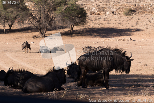 Image of wild (Connochaetes taurinus) Blue Wildebeest