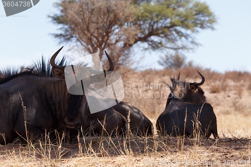 Image of wild (Connochaetes taurinus) Blue Wildebeest