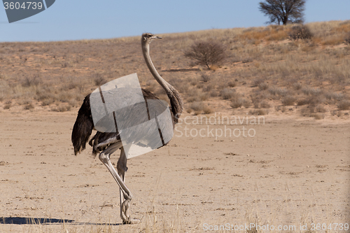 Image of Ostrich Struthio camelus, in Kgalagadi, South Africa