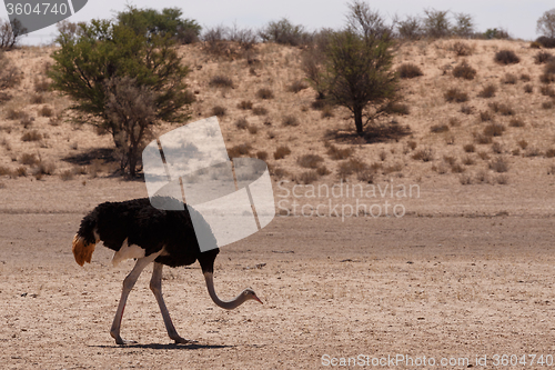 Image of male of Ostrich Struthio camelus, in Kgalagadi, South Africa