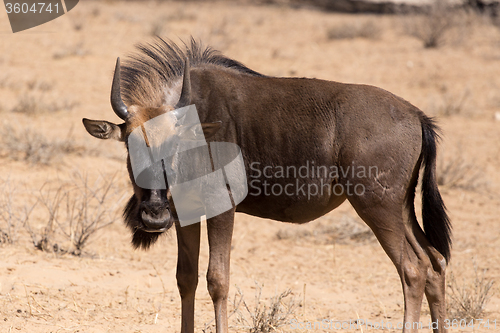 Image of wild (Connochaetes taurinus) Blue Wildebeest