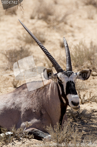 Image of Gemsbok, Oryx gazella