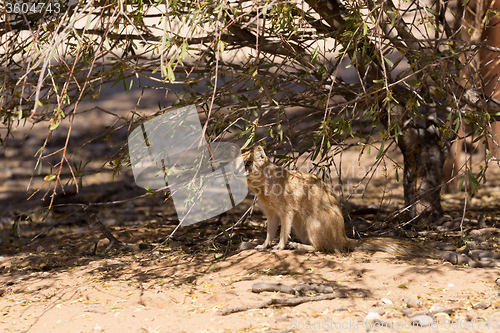 Image of Yellow mongoose, Kalahari desert, South Africa