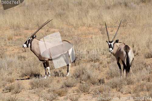 Image of Gemsbok, Oryx gazella