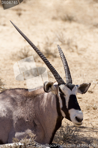 Image of Gemsbok, Oryx gazella