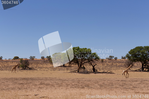 Image of Giraffa camelopardalis in african bush