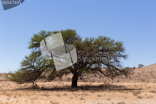 Image of kgalagadi transfontier park