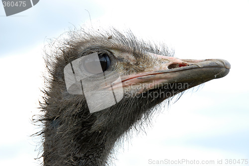 Image of ostrich