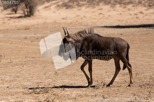 Image of wild (Connochaetes taurinus) Blue Wildebeest