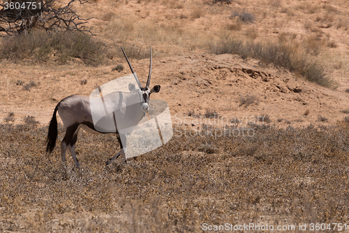 Image of Gemsbok, Oryx gazella