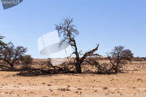 Image of kgalagadi transfontier park