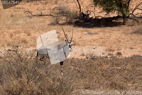 Image of Gemsbok, Oryx gazella