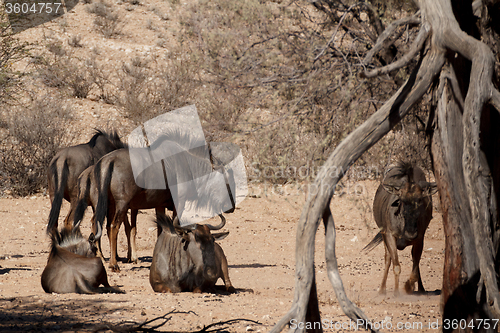 Image of wild (Connochaetes taurinus) Blue Wildebeest