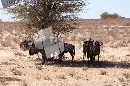 Image of wild (Connochaetes taurinus) Blue Wildebeest