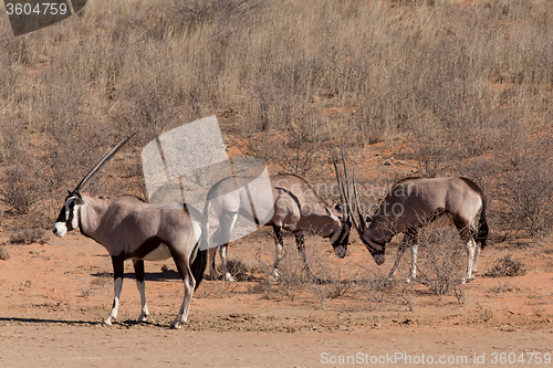 Image of fight between two male Gemsbok, Oryx gazella