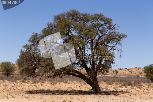 Image of kgalagadi transfontier park