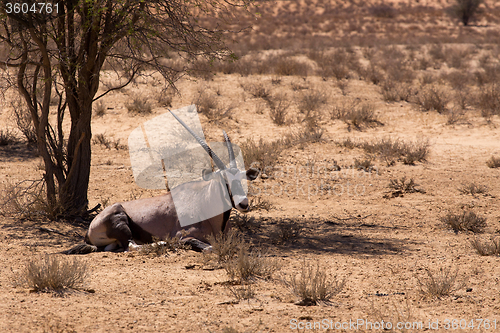 Image of Gemsbok, Oryx gazella