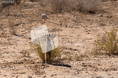 Image of female of meerkat or suricate