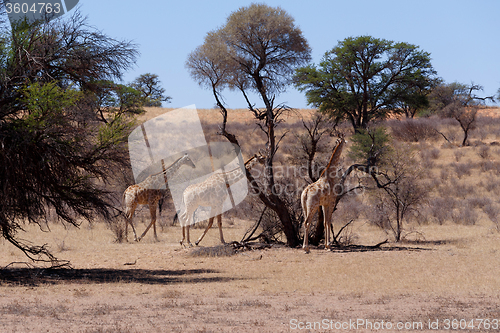 Image of Giraffa camelopardalis in african bush