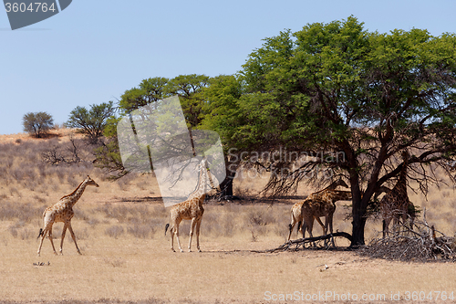 Image of Giraffa camelopardalis in african bush