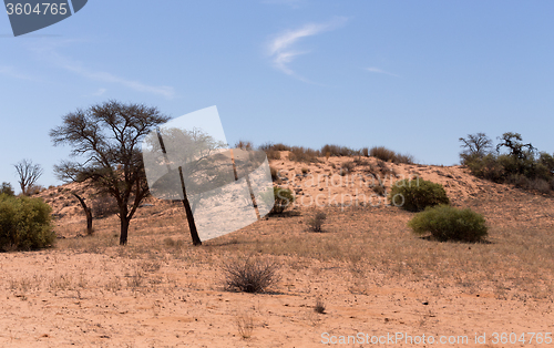 Image of kgalagadi transfontier park