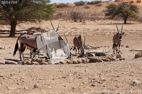 Image of Gemsbok, Oryx gazella