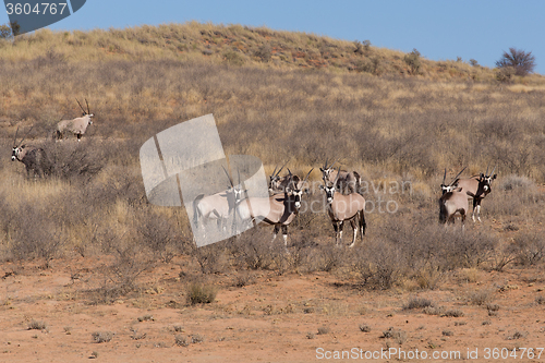 Image of Gemsbok, Oryx gazella