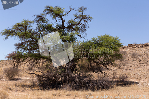 Image of kgalagadi transfontier park