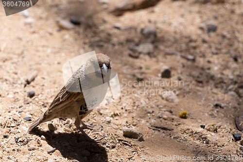 Image of Sociable Weaver Bird at Kgalagadi