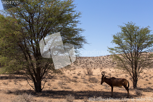 Image of A Common tsessebe (Alcelaphus buselaphus)the camera