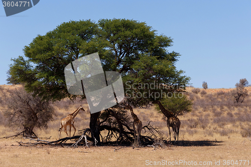 Image of Giraffa camelopardalis in african bush