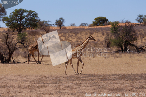 Image of Giraffa camelopardalis in african bush