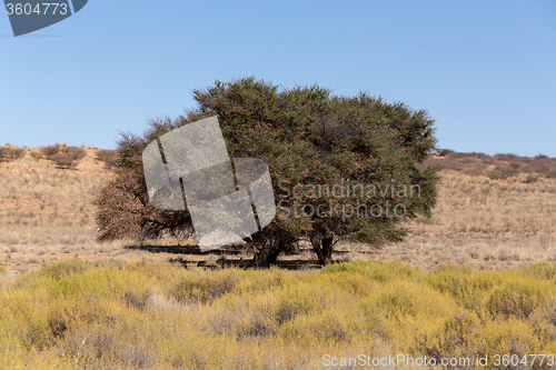 Image of kgalagadi transfontier park