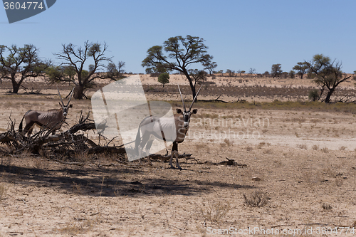 Image of Gemsbok, Oryx gazella