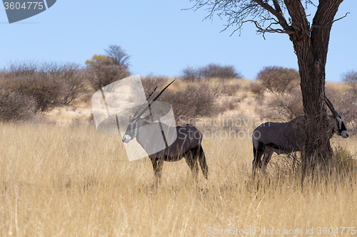 Image of Gemsbok, Oryx gazella