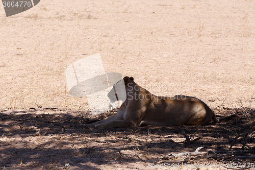 Image of Female Lion Lying in Grass in shade of tree.