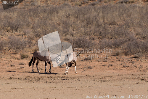 Image of Gemsbok, Oryx gazella