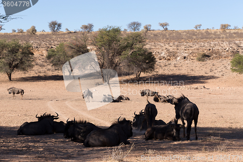 Image of wild (Connochaetes taurinus) Blue Wildebeest