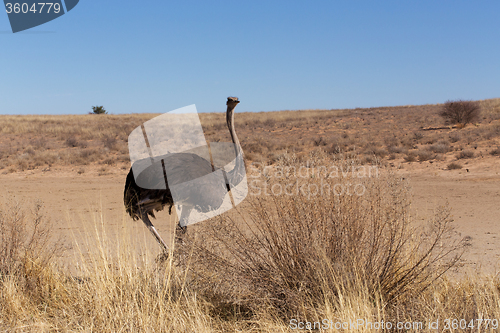 Image of Ostrich Struthio camelus, in Kgalagadi, South Africa