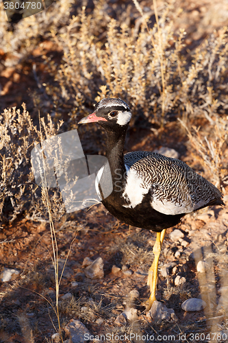 Image of Northern Black Korhaan