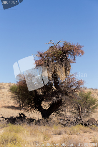 Image of African sociable weaver big nest on tree