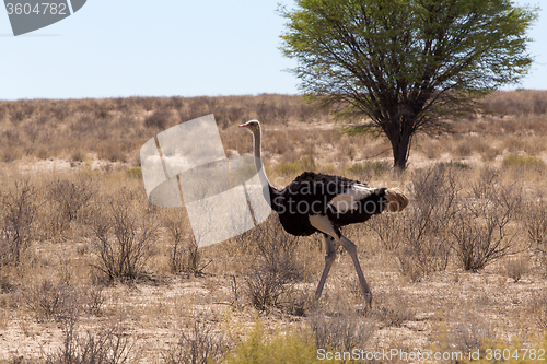 Image of Ostrich Struthio camelus, in Kgalagadi, South Africa