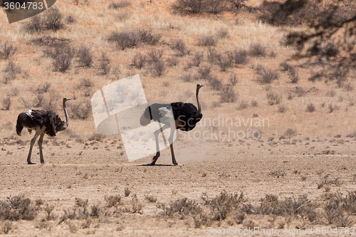 Image of Ostrich Struthio camelus, in Kgalagadi, South Africa