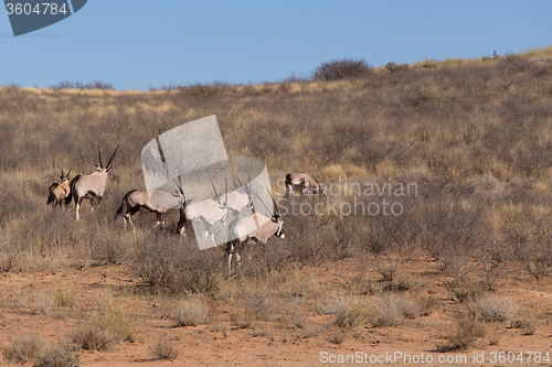 Image of Gemsbok, Oryx gazella