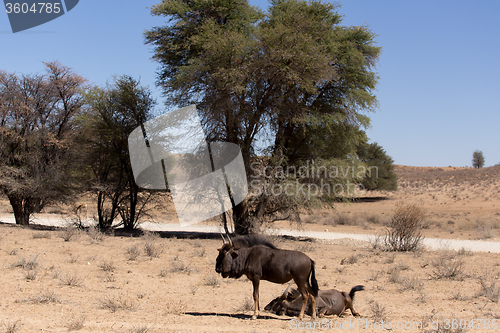 Image of wild (Connochaetes taurinus) Blue Wildebeest