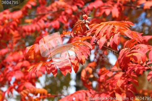 Image of Lush Red Sorbus Leaves In Autumn